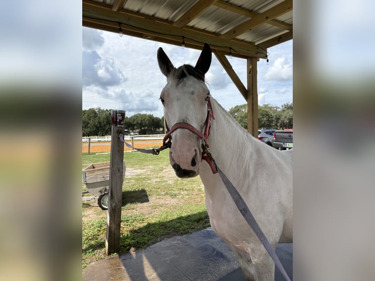 Kuc Connemara Klacz 7 lat Tobiano wszelkich maści in Odessa fl
