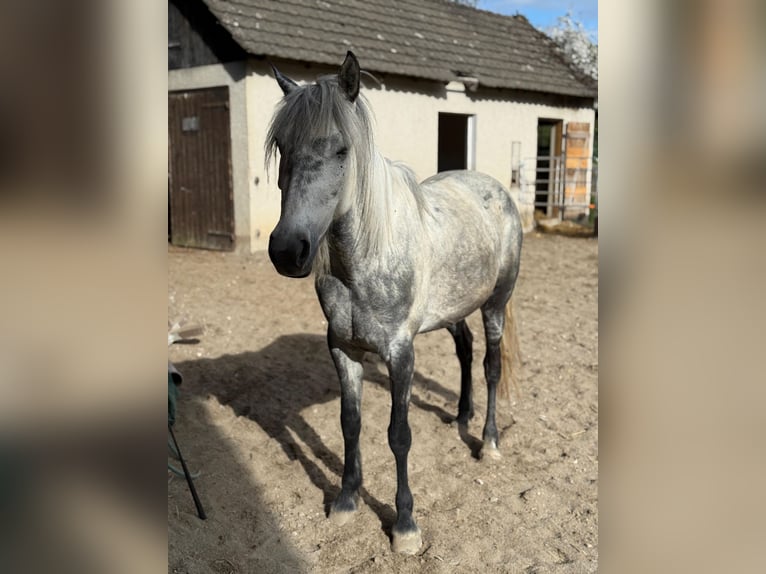Kuc Connemara Mix Klacz 8 lat 148 cm Siwa jabłkowita in Sigmaringen