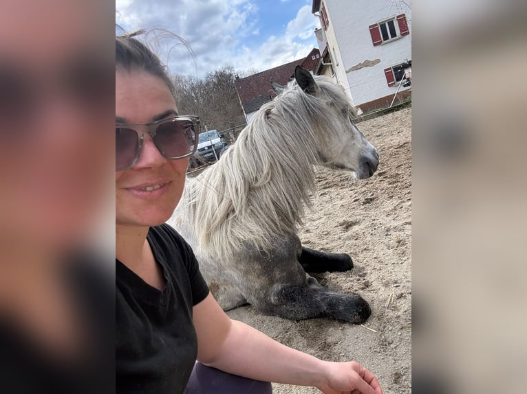 Kuc Connemara Mix Klacz 8 lat 148 cm Siwa jabłkowita in Sigmaringen