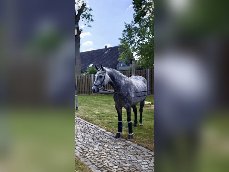 Kuc Connemara Klacz 8 lat 148 cm Siwa in Schwülper