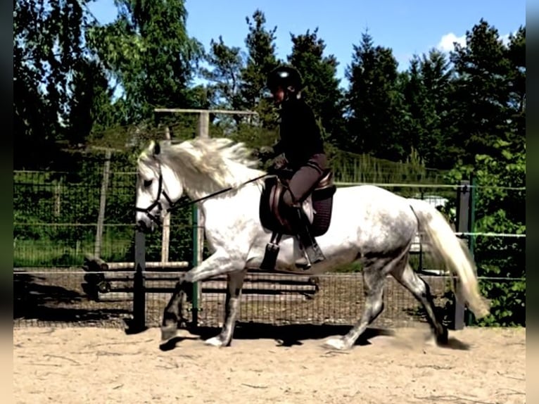 Kuc Connemara Klacz 8 lat 154 cm Stalowosiwy in Rheinsberg Flecken Zechlin