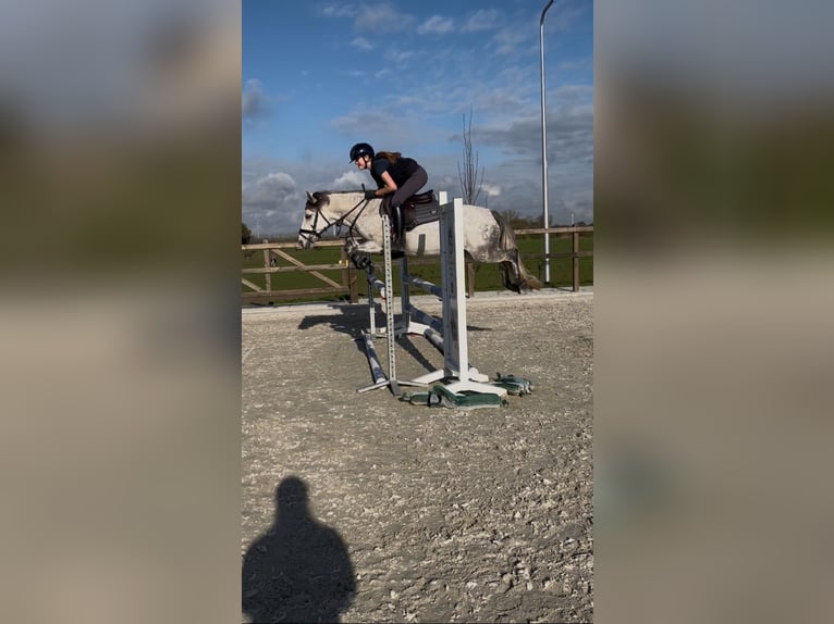 Kuc Connemara Mix Klacz 9 lat 136 cm Siwa in Etten-Leur