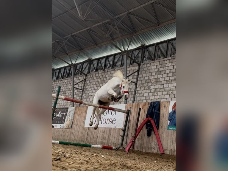 Kuc Connemara Klacz 9 lat 146 cm Biała in Poznań Kuc Connemara Klacz 9 lat 146 cm Biała in Poznań