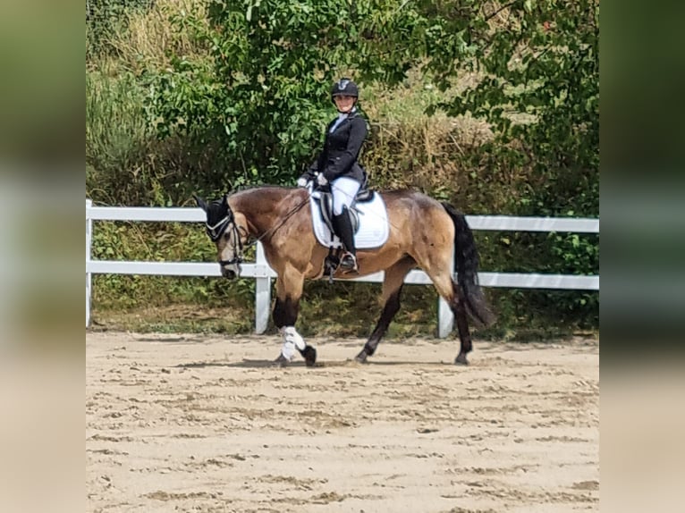 Kuc Connemara Klacz 9 lat 152 cm Bułana in Burbach