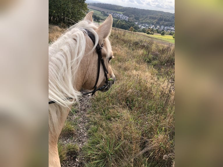 Kuc Connemara Mix Klacz 9 lat 155 cm Izabelowata in Taunusstein