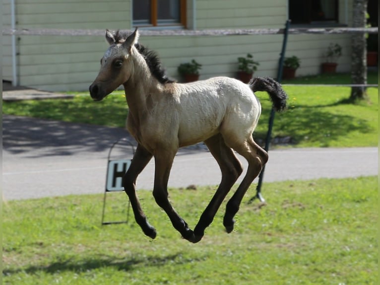 Kuc Connemara Klacz  145 cm Formy Brown Falb in Dachsberg