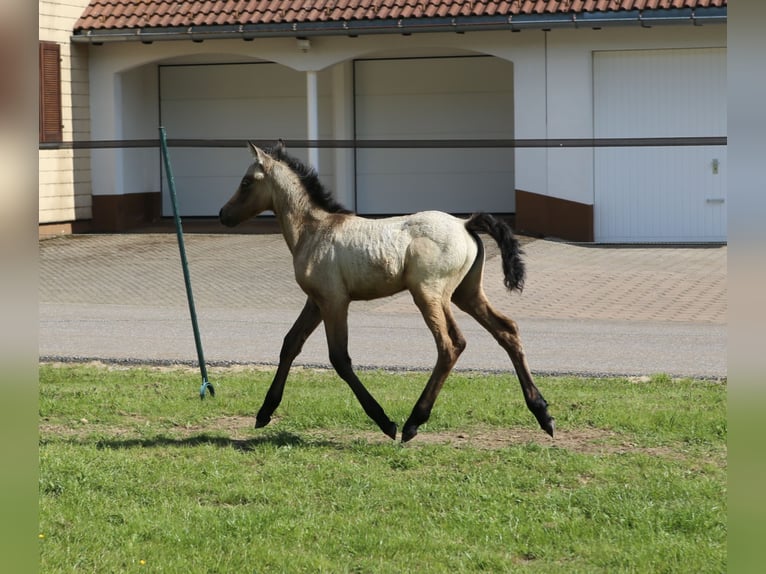 Kuc Connemara Klacz  145 cm Formy Brown Falb in Dachsberg