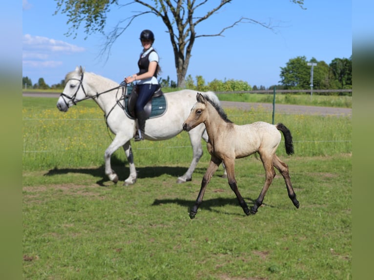 Kuc Connemara Klacz  145 cm Formy Brown Falb in Dachsberg