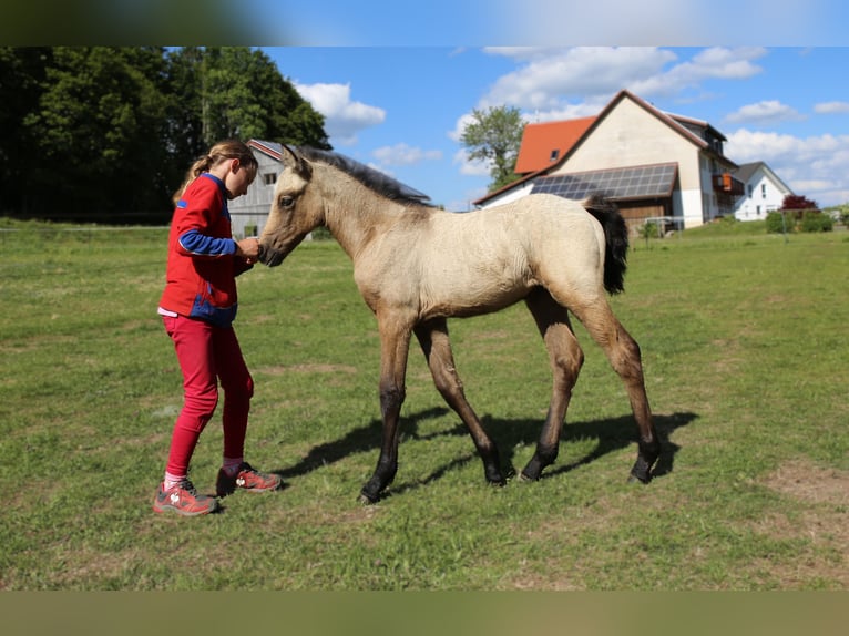 Kuc Connemara Klacz  145 cm Formy Brown Falb in Dachsberg