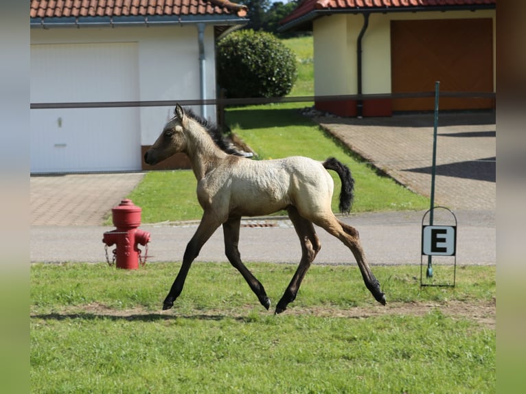 Kuc Connemara Klacz  145 cm Formy Brown Falb in Dachsberg