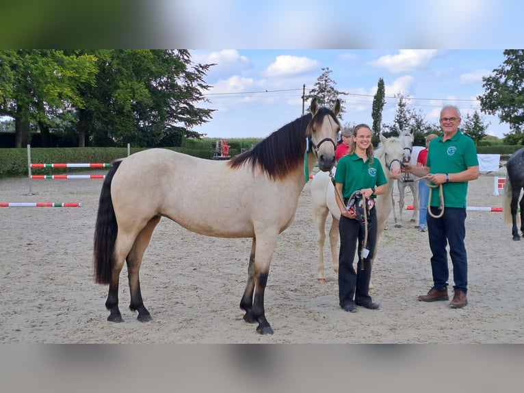 Kuc Connemara Klacz Źrebak (04/2024) Cremello in Zedelgem