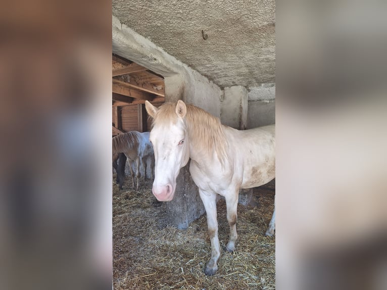 Kuc Connemara Ogier 2 lat 148 cm Siwa in Ebenau