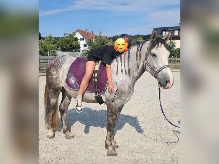 Kuc Connemara Mix Ogier 5 lat 153 cm Siwa jabłkowita in Steinen