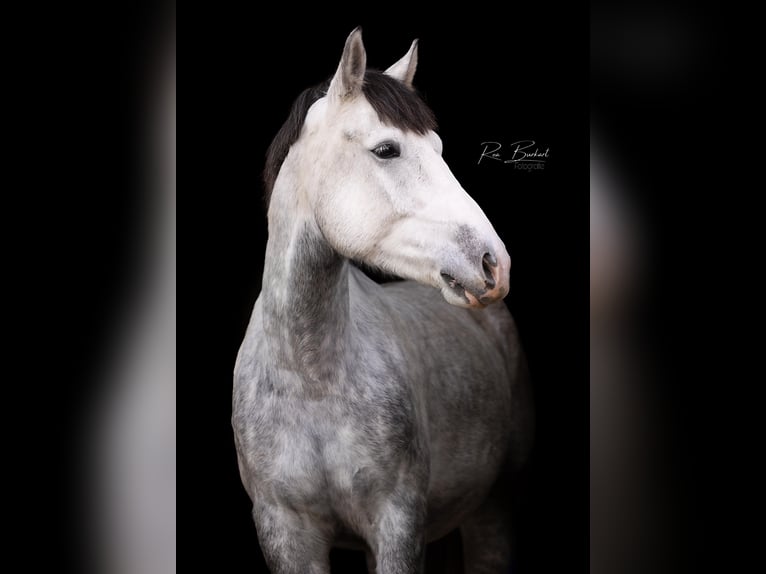 Kuc Connemara Mix Ogier 5 lat 153 cm Siwa jabłkowita in Steinen