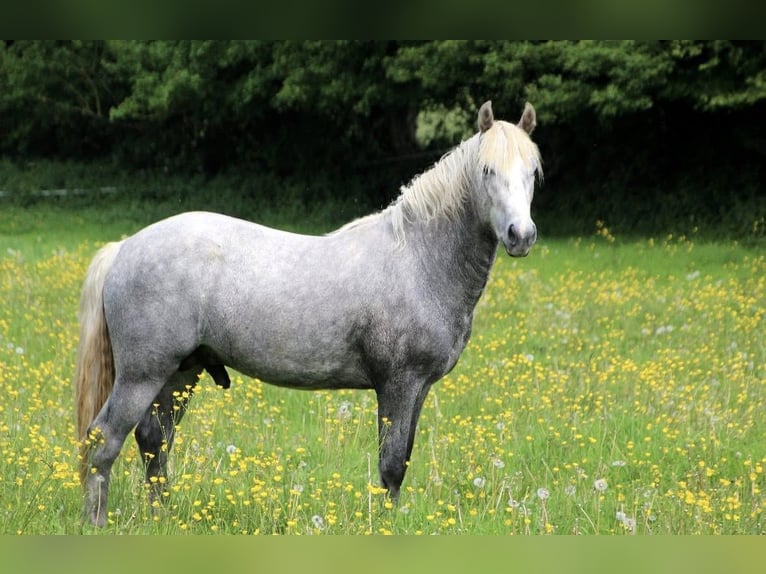Kuc Connemara Ogier 9 lat 146 cm Siwa jabłkowita in FORGES LES EAUX