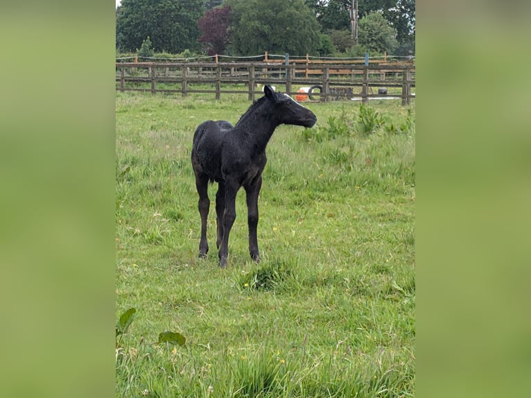 Kuc Connemara Mix Ogier Źrebak (05/2026) 142 cm Siwa in lancashire
