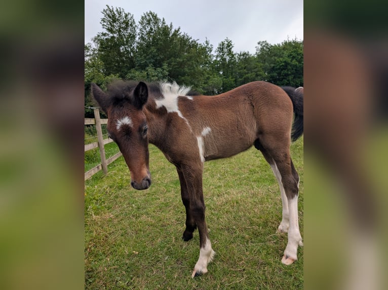 Kuc Connemara Mix Ogier Źrebak (05/2026) 142 cm Stalowosiwy in lancashire