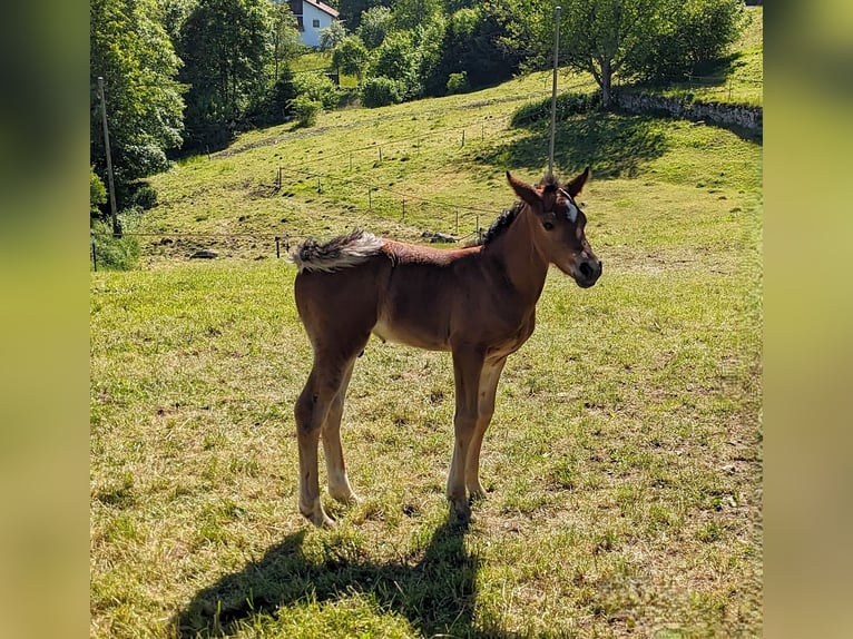 Kuc Connemara Ogier  145 cm Gniada in Dachsberg