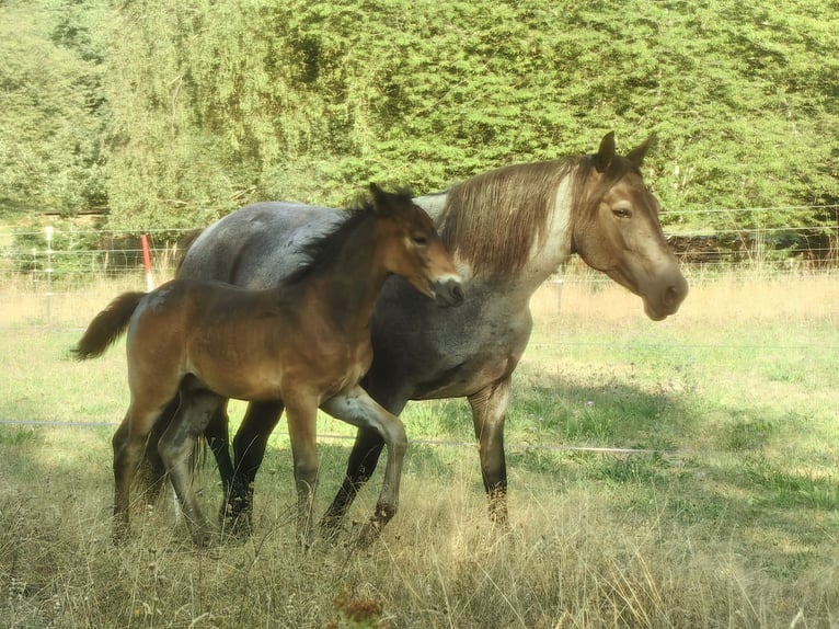 Kuc Connemara Ogier Źrebak (06/2026) 152 cm Gniadodereszowata in Lohr am Main
