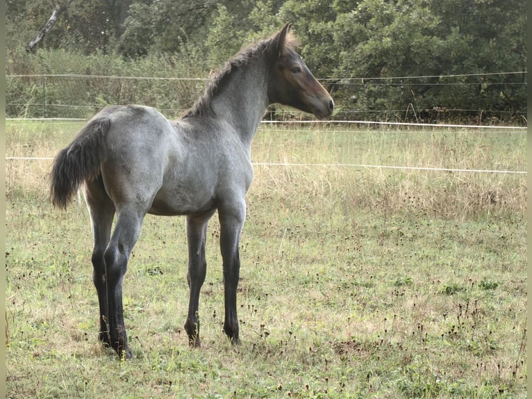Kuc Connemara Ogier Źrebak (06/2026) 152 cm Gniadodereszowata in Lohr am Main
