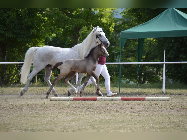Kuc Connemara Ogier Źrebak (05/2025) 155 cm Siwa in Ilmenau