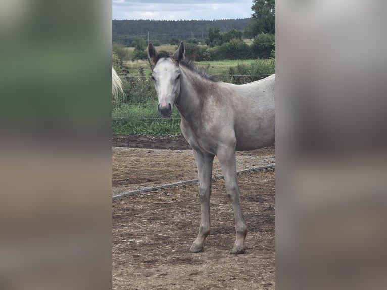 Kuc Connemara Ogier Źrebak (05/2025) 155 cm Siwa in Ilmenau
