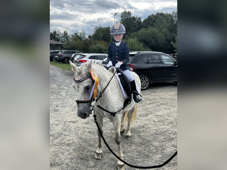 Kuc Connemara Mix Wałach 10 lat 134 cm Siwa in Irmtraut