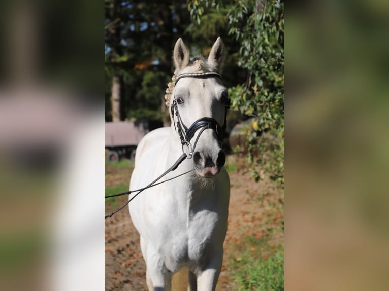 Kuc Connemara Mix Wałach 10 lat 146 cm Siwa in uelsen