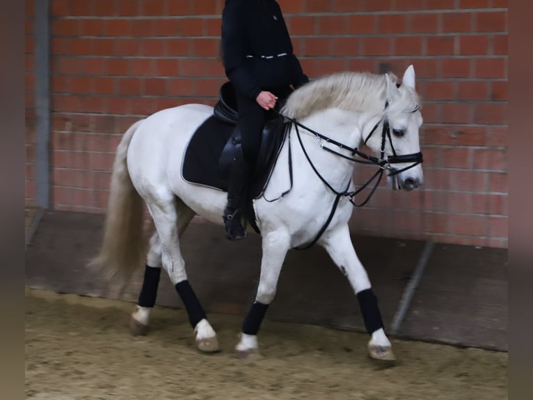 Kuc Connemara Mix Wałach 10 lat 146 cm Siwa in uelsen