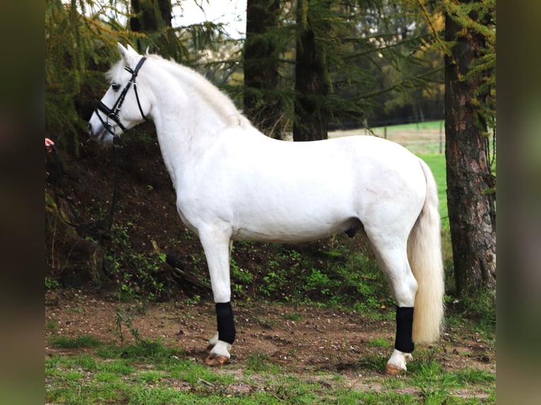 Kuc Connemara Mix Wałach 10 lat 146 cm Siwa in uelsen