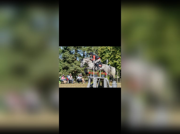 Kuc Connemara Wałach 10 lat 147 cm Siwa jabłkowita in Stråvalla