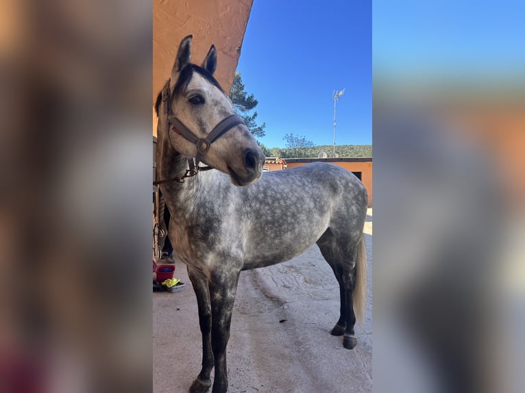 Kuc Connemara Wałach 10 lat 163 cm Karodereszowata in santa eulària des riu