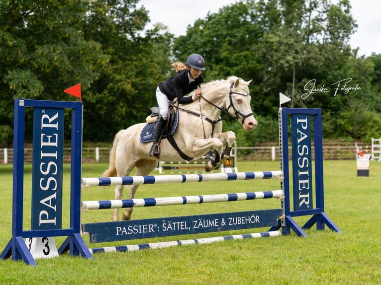 Kuc Connemara Wałach 11 lat 147 cm Cremello in Neustadt am Rübenberge