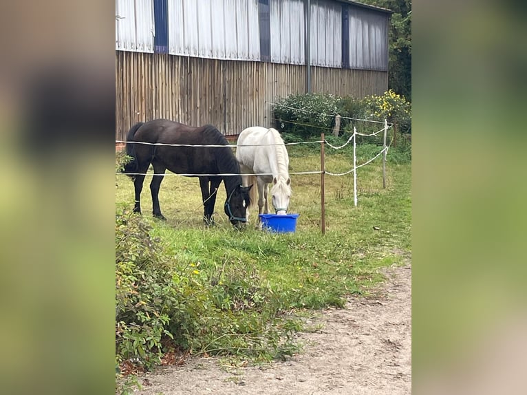 Kuc Connemara Wałach 11 lat 147 cm Cremello in Neustadt am Rübenberge