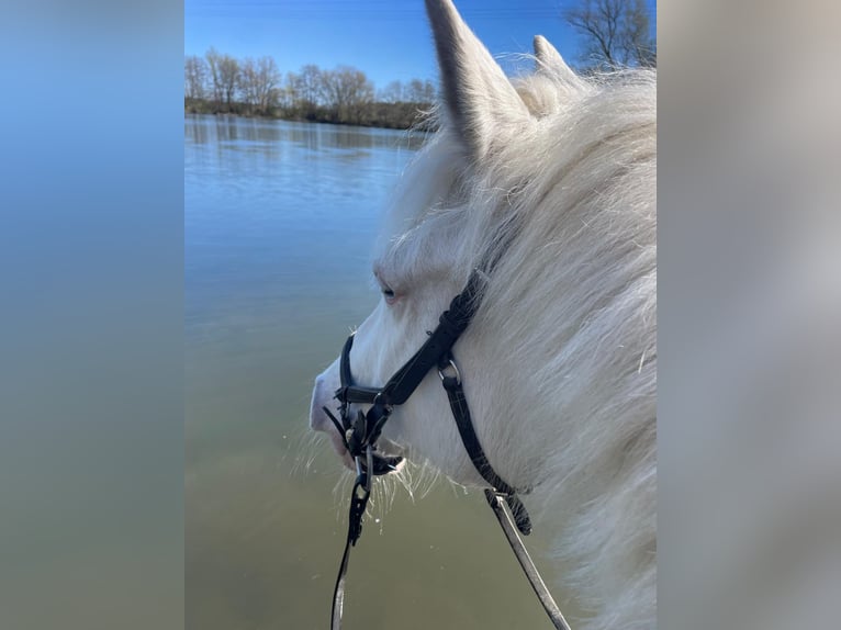 Kuc Connemara Wałach 11 lat 147 cm Cremello in Neustadt am Rübenberge