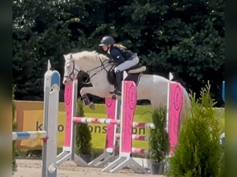 Kuc Connemara Wałach 11 lat 147 cm Cremello in Neustadt am Rübenberge