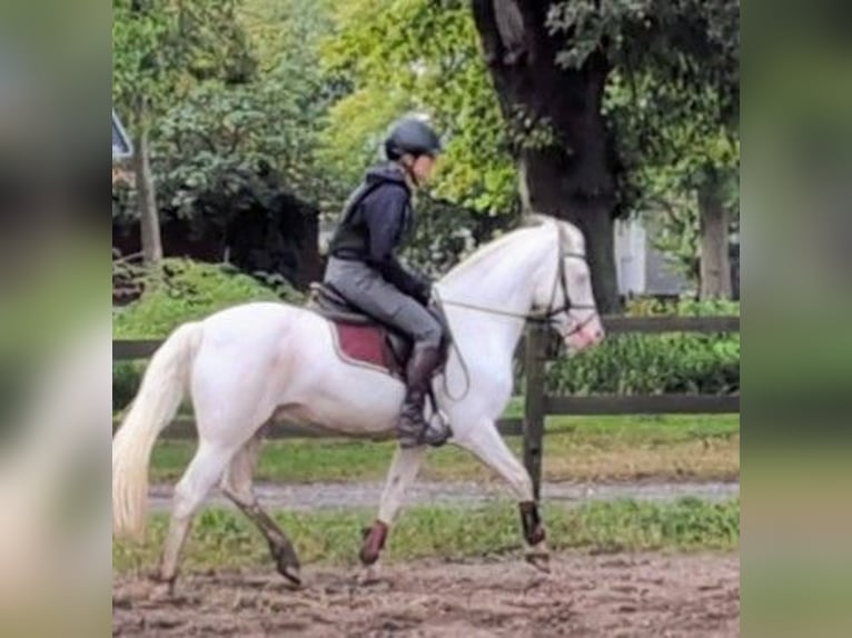 Kuc Connemara Wałach 11 lat 147 cm Cremello in Neustadt am Rübenberge