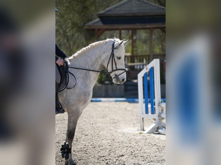 Kuc Connemara Wałach 11 lat 148 cm Siwa in Wächtersbach