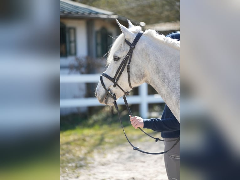 Kuc Connemara Wałach 11 lat 148 cm Siwa in Wächtersbach