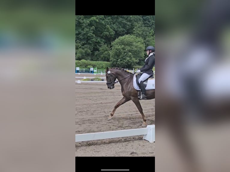 Kuc Connemara Mix Wałach 11 lat 157 cm Ciemnokasztanowata in Aschaffenburg