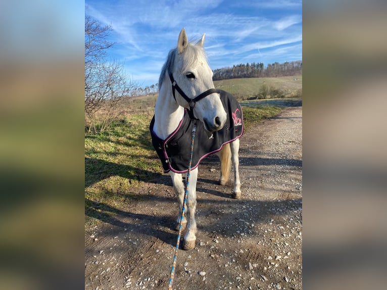 Kuc Connemara Wałach 12 lat 146 cm Siwa in Winnenden