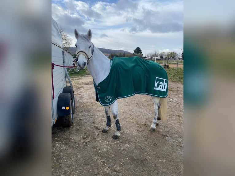 Kuc Connemara Wałach 12 lat 146 cm Siwa in Winnenden