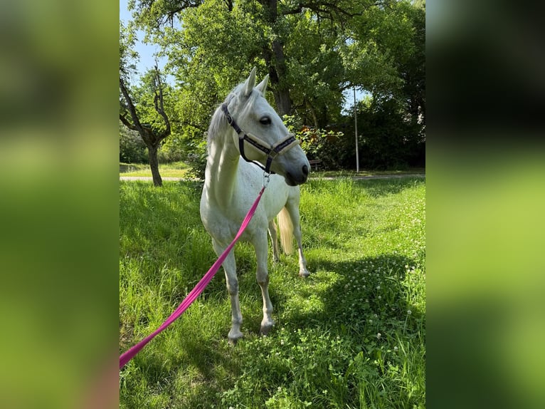 Kuc Connemara Wałach 12 lat 146 cm Siwa in Winnenden