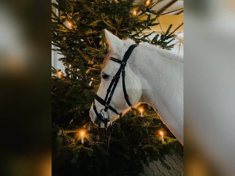 Kuc Connemara Wałach 12 lat 146 cm Siwa in Winnenden