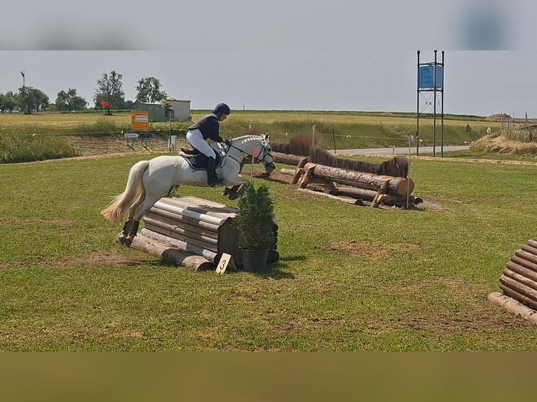 Kuc Connemara Wałach 12 lat 158 cm Siwa in Dasing