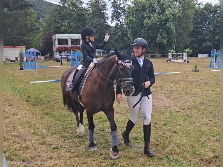 Kuc Connemara Wałach 13 lat 148 cm Kara in Bürgstadt