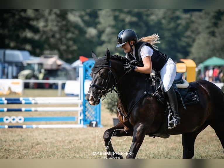 Kuc Connemara Wałach 13 lat 148 cm Kara in Bürgstadt