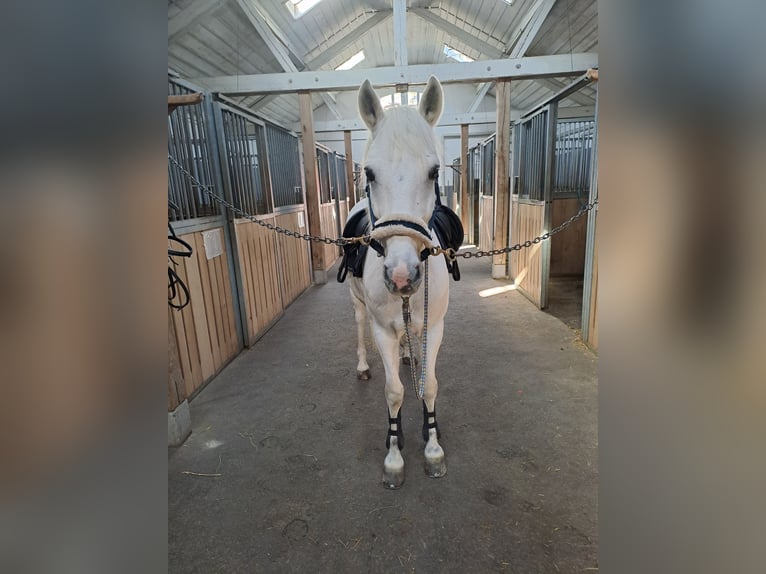 Kuc Connemara Mix Wałach 13 lat 148 cm Siwa in Biel-Benken BL