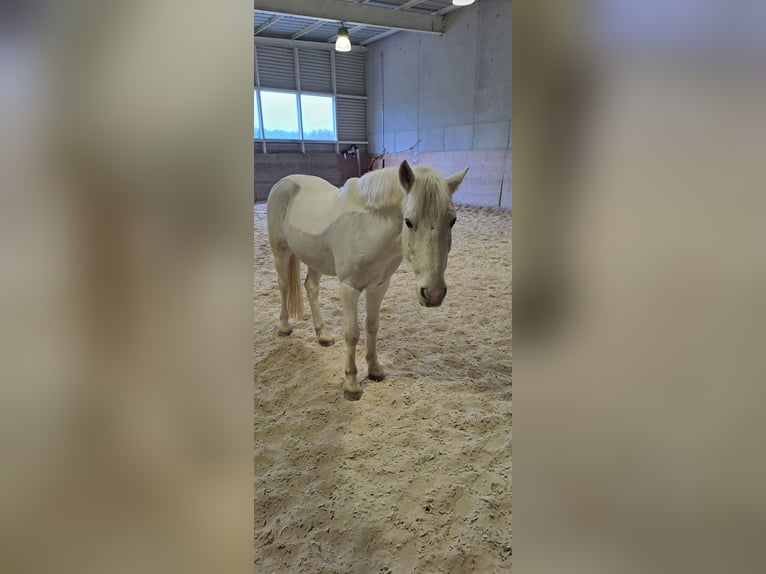 Kuc Connemara Mix Wałach 13 lat 148 cm Siwa in Biel-Benken BL