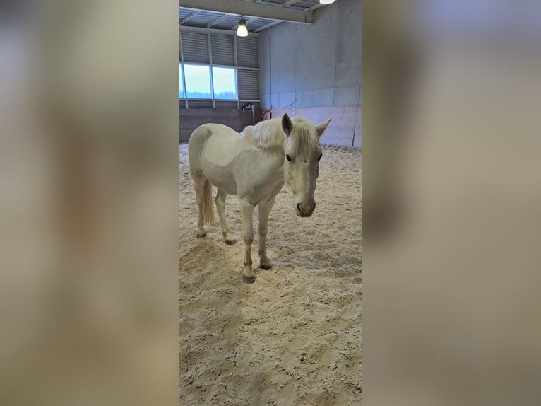 Kuc Connemara Mix Wałach 13 lat 148 cm Siwa in Biel-Benken BL